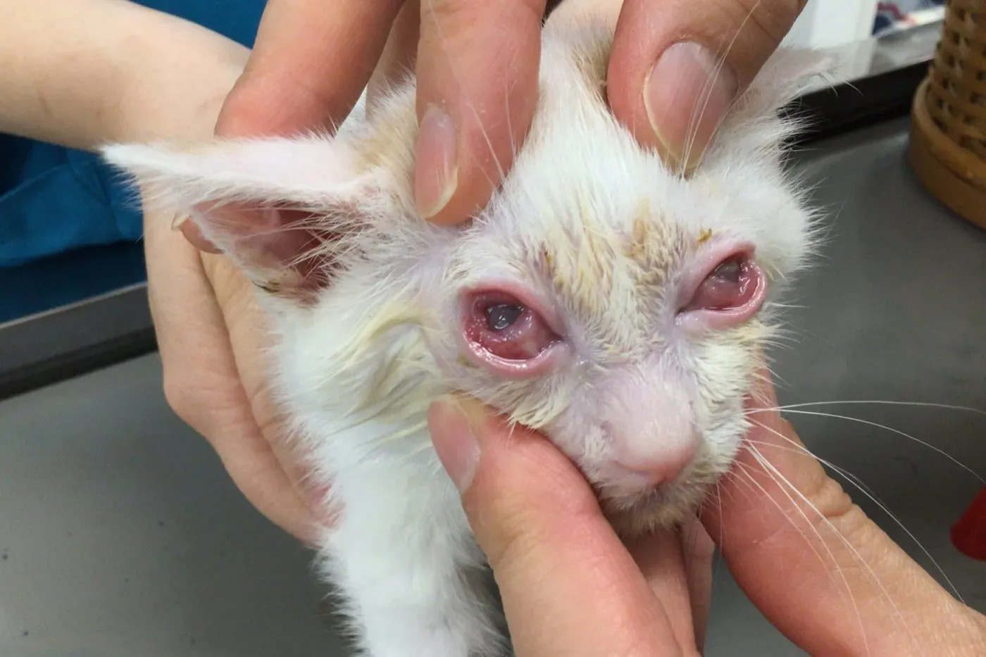猫のヘルペスとブリーダー問題：知っておきたいこと